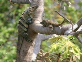 中美洲刺尾鬣蜥