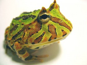 角蛙价格角蛙多少钱
