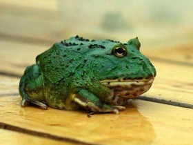 角蛙寿命？角蛙可以活多少年