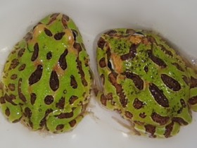绿角蛙能长多大