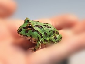 绿角蛙好养吗