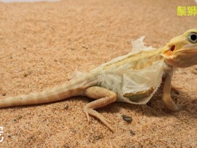 鬃狮蜥使用爬沙的注意事项