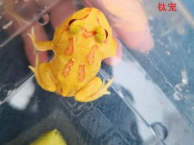 黄金角蛙好养吗