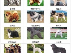 北京禁养犬名单
