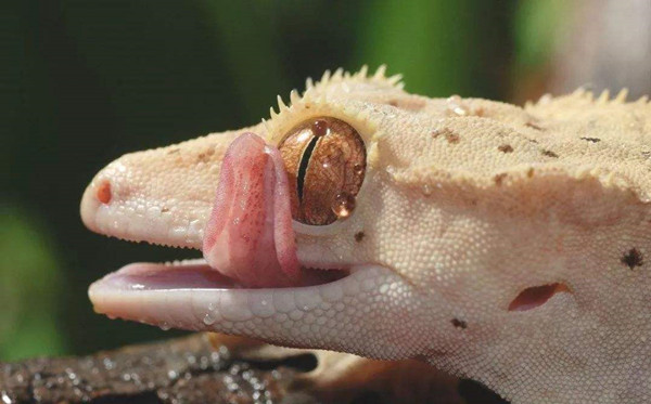常见的宠物蜥蜴有哪些品种