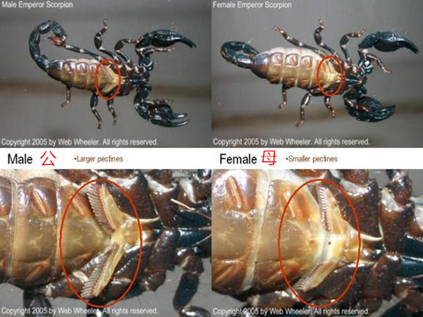 亚洲雨林蝎饲养指南以及公母寿命和价格