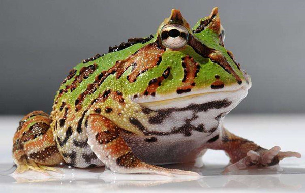 角蛙好养吗