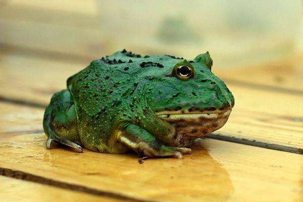 角蛙寿命？角蛙可以活多少年