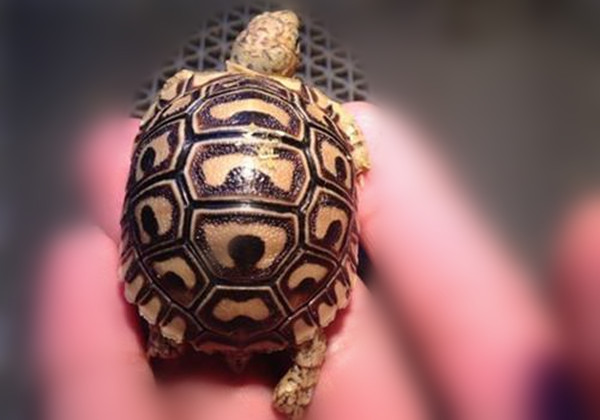 豹纹陆龟温度多少如何控制温度