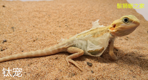 鬃狮蜥使用爬沙的注意事项