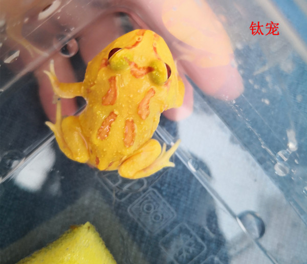黄金角蛙饲养经验