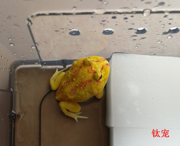 黄金角蛙饲养经验
